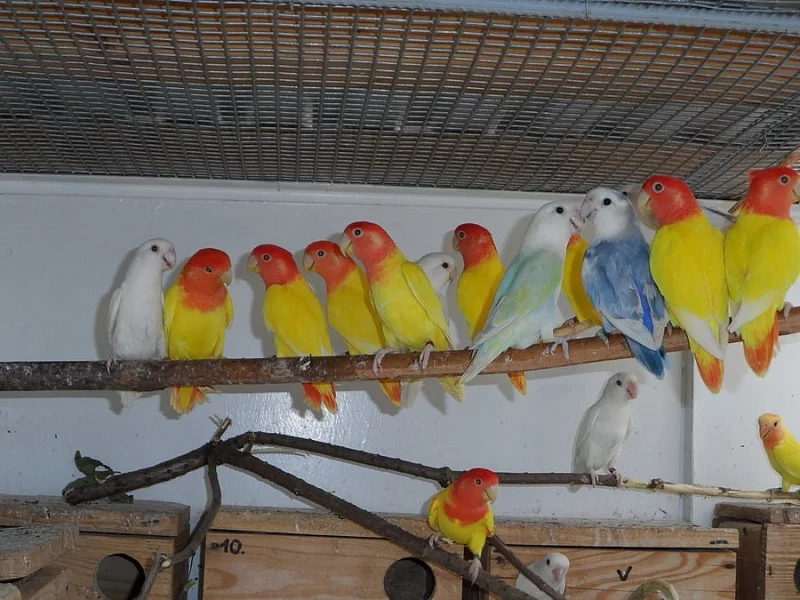 AGAPORNIS RŮŽOHRDLÝ OPALÍN