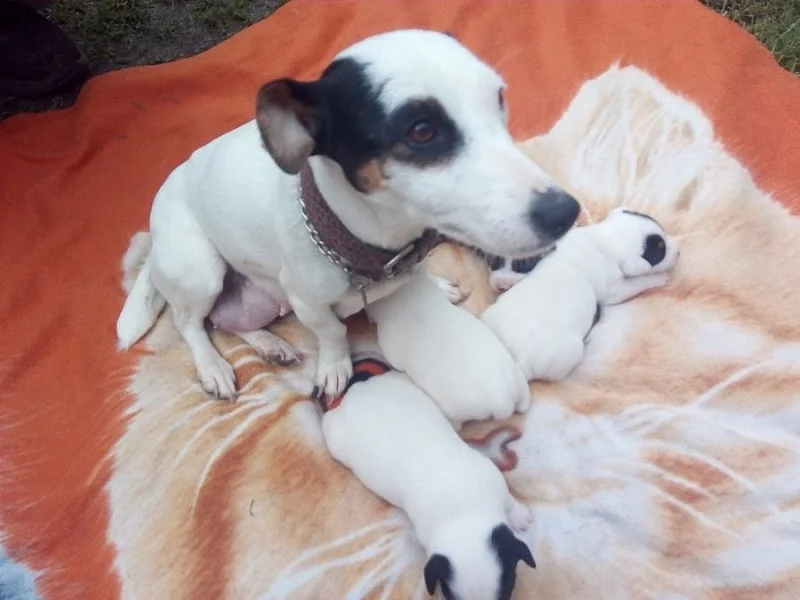 Jack Russell Terrier