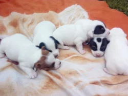 Jack Russell Terrier