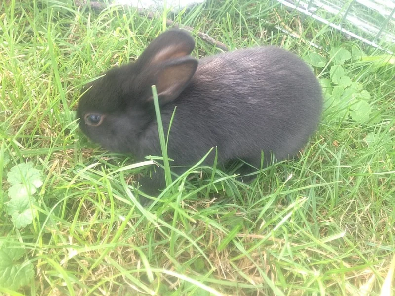 prodám zakrslého králíků