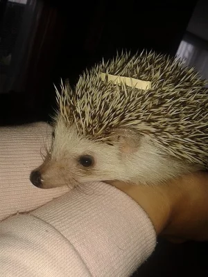 ježek bělobřichý