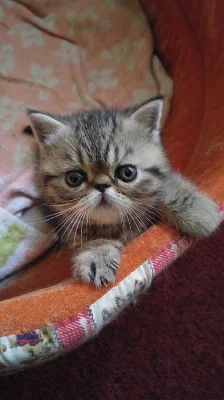 Prodám exotického kocourka