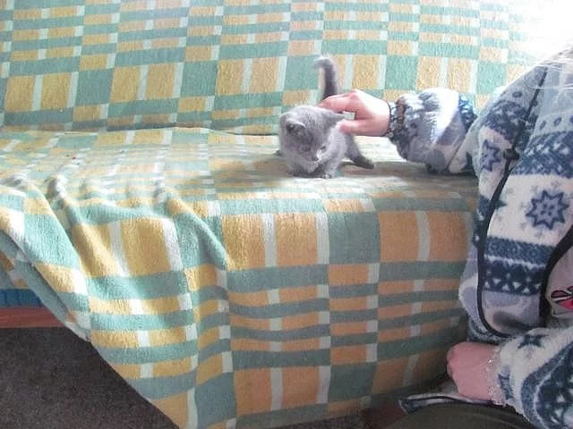 Prodám sibiřská koťátka bez PP