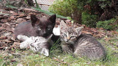 Koťata, která potřebují domov