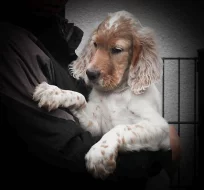 Anglický setr - štěňata s PP