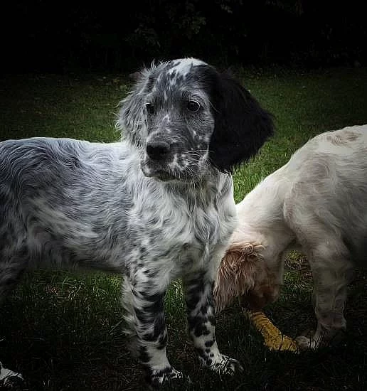 Anglický setr - štěňata s PP