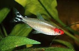 Tetra červenoústá (Hemigrammus rhodostomus)