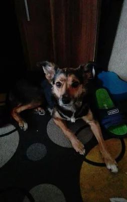 Daruji dvouletou fenku..