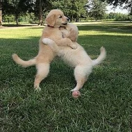 Zlatá retrívr štěňata