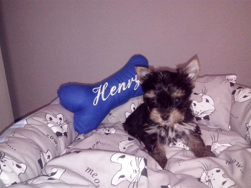 Prodám štěně Jorkšíra s PP