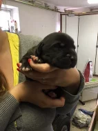 Štěňata křížence kavkazského pasteveckého psa