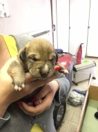 Štěňata křížence kavkazského pasteveckého psa