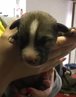 Štěňata křížence kavkazského pasteveckého psa