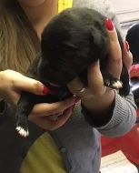 Štěňata křížence kavkazského pasteveckého psa