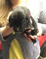 Štěňata křížence kavkazského pasteveckého psa