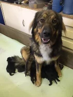 Štěňata křížence kavkazského pasteveckého psa