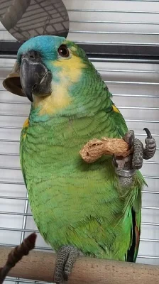 Amazoňan modročelý