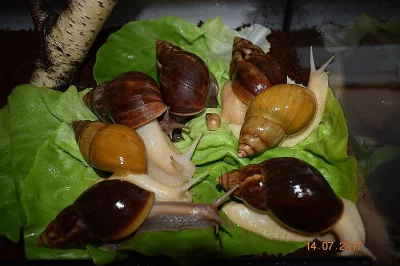 Achatina-Achatina