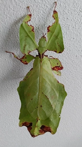 Prodám lupenitky P.giganteum PSG 72