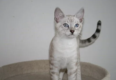 Bengálská koťátka s PP