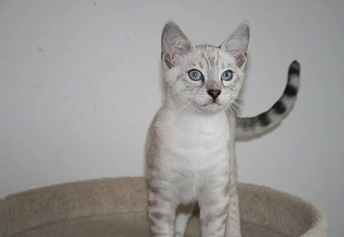 Bengálská koťátka s PP