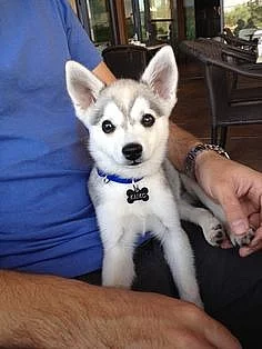 Sibiřský husky na prodej bez PP