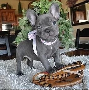 Francouzský buldoček