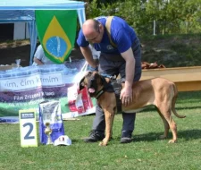 Šteňa-pes brazílska fila na predaj
