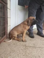 Šteňa-pes brazílska fila na predaj