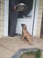 Šteňa-pes brazílska fila na predaj