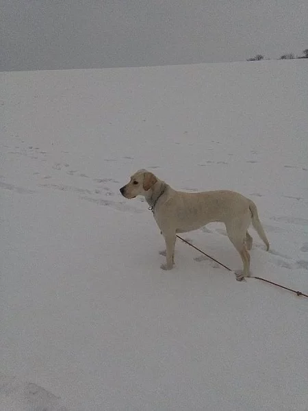 Labrador
