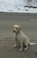 Labrador