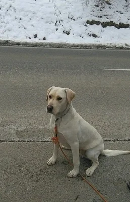 Labrador