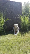 Labrador