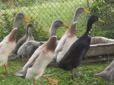 Indický běžec