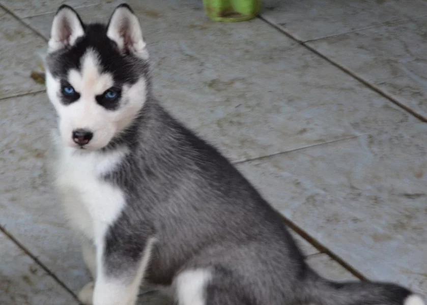 Siberian Husky s PP
