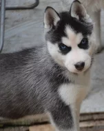 Siberian Husky s PP