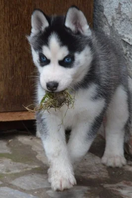 Siberian Husky s PP