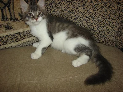 Mainská mývalí s pp,