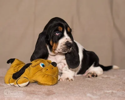 Basset hound  kvalitní štěňátka s PP