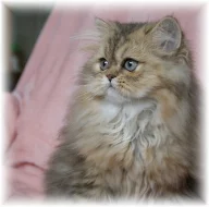 Koťata Koťátka Perská zlatá činčila s PP