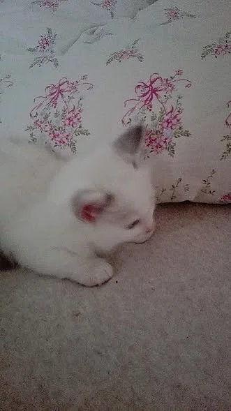 Prodám koťata Ragdoll bez PP