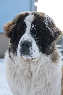 Moskevský strážní pes - štěňata s PP FCI