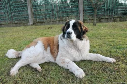 Moskevský strážní pes - štěňata s PP FCI