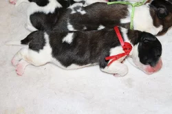 Moskevský strážní pes - štěňata s PP FCI