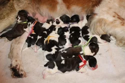 Moskevský strážní pes - štěňata s PP FCI