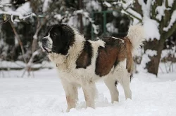 Moskevský strážní pes - štěňata s PP FCI