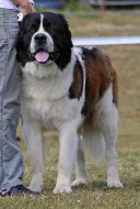 Moskevský strážní pes - štěňata s PP FCI