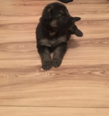 Německý ovčák štěňata