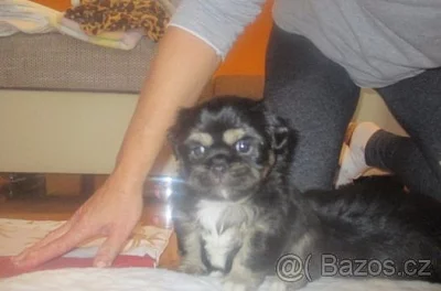 Prodám dva pejsky Tibetského španěla